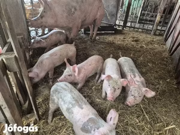 Pigs (batch, sex not specified), Pigs