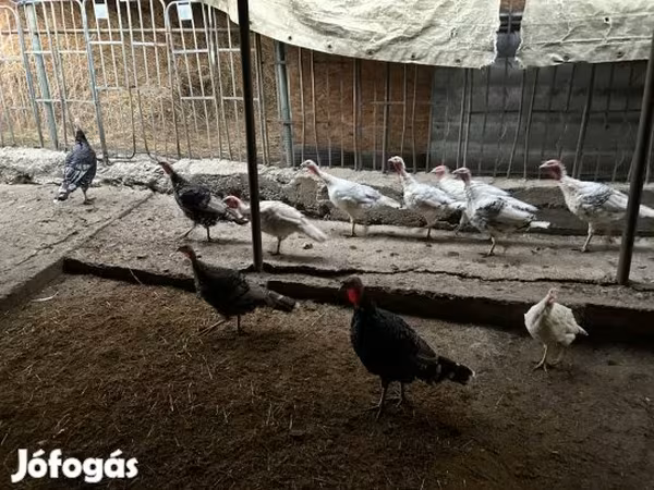 Индейки