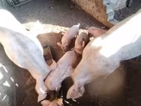 猪（批次，未指定性别）, Pigs — 照片 2