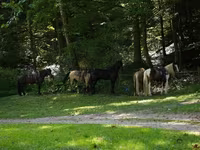 Caballo, Pinto horses — foto 3