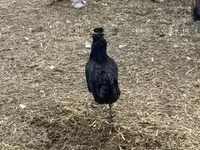 Chickens — फ़ोटो 5