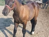 Horse (M), Hungarian horse breed — photo 5