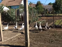 Geese — 2-сурет