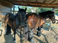 母马, Horses — 照片 2