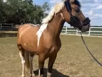 Caballo, Caballos — foto 5