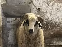 Kos, Racka sheep — 8. fotó