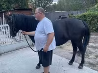 घोड़ी, Hucul pony — फ़ोटो 3