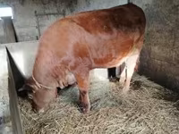 सांड, Simmental cattle — फ़ोटो 8
