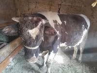सांड, Russian Black pied cattle — फ़ोटो 7