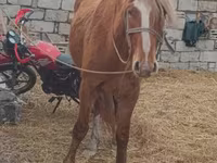 马匹（批次，未指定性别）, Kazakh horse — 照片 1