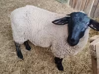Qoyun, White Suffolk sheep — foto 1