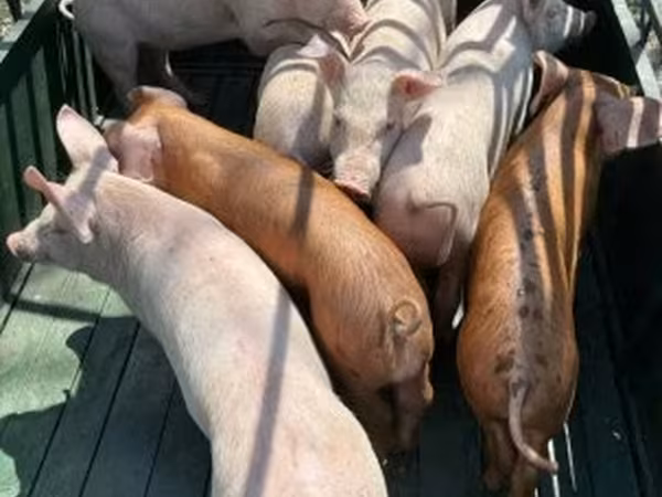 Pigs (batch, sex not specified), Pigs — Hungary