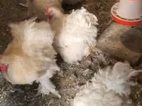 Chickens — 照片 3
