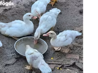 Ducks — 1. fotó