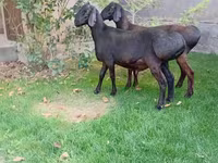 Beran, Arashan sheep — foto 6