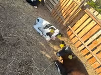 Toro, Russian Black pied cattle — foto 2