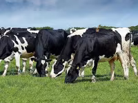 Tehén, Holstein fajta — 6. fotó
