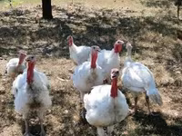 Turkeys — 4. fotó