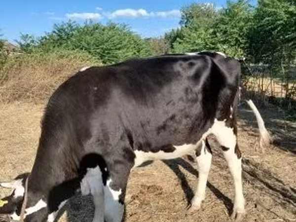Vaca, Raza Holstein — Hungría