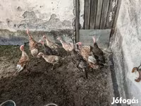 Turkeys — foto 1