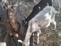 公山羊, Goats — 照片 2