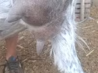 公山羊, Alpine goat — 照片 8