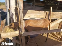 母山羊, Alpine goat — 照片 3