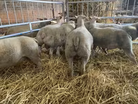 Schaf, Charollais sheep — Foto 3