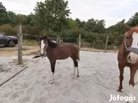 فرس, Hungarian horse breed — الصورة 4