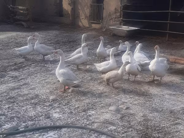 Geese