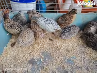 Quails — الصورة 5