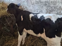 Krava, Russian Black pied cattle — foto 1