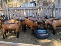 公山羊, Alpine goat — 照片 2