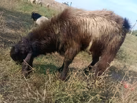 Cabras (lote, sexo no especificado), Cabras — foto 1