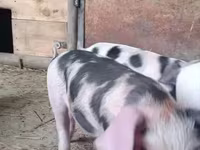 Boar, Pigs — photo 4
