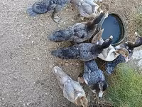 Ducks — Foto 1