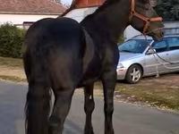 Hing, Friesian — 2. fotó