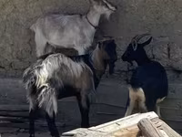 公山羊, Goats — 照片 2
