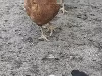 gallina danesa — foto 6