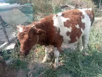 Bull, Red-spotted breed — photo 2