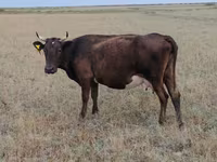Tehén, Ukrainian grey cattle — 4. fotó