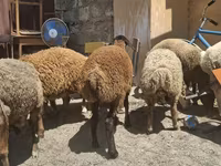 نعجة, الأغنام — الصورة 4