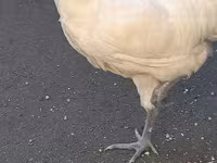 ऑस्ट्रेलॉर्प — फ़ोटो 2