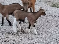 公山羊, Goats — 照片 1
