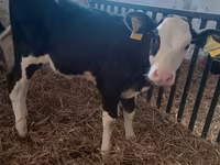Kuh, Aberdeen-Angus — Foto 3