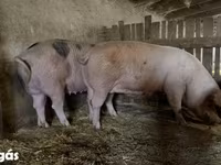母猪, Крупная белая — 照片 3