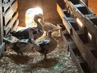 Ducks — الصورة 3
