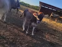 Vaca, Raza carpatiana marrón — foto 4