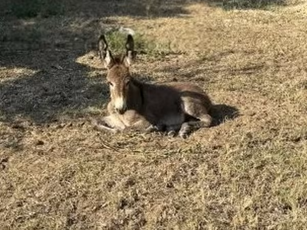 Cavalo, Cavalos — Hungria