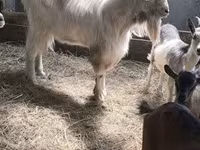Goat, Goats — photo 3